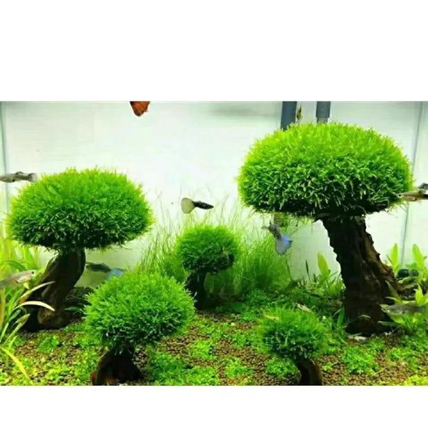 Fish Tank Plant Moss Tree