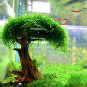 Fish Tank Plant Moss Tree