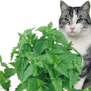 Premium Catnip for Cats 100% Natural